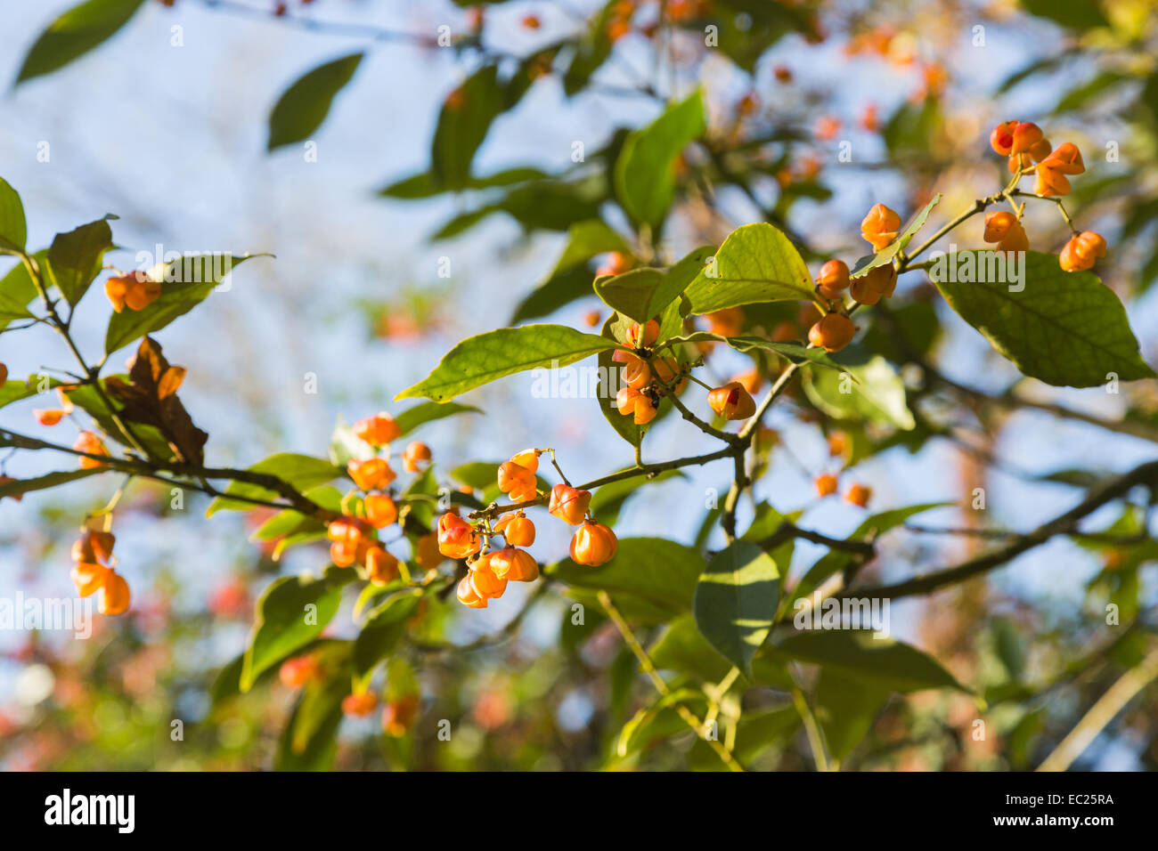 Close up view of colourful orange to yellow fruits of Euonymus myrianthus, a rare type of spindle tree native to western China, fruiting in winter Stock Photo