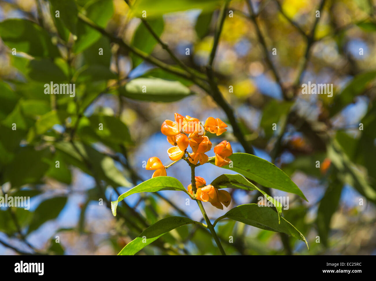 Close up view of colourful orange to yellow fruits of Euonymus myrianthus, a rare type of spindle tree native to western China, fruiting in winter Stock Photo