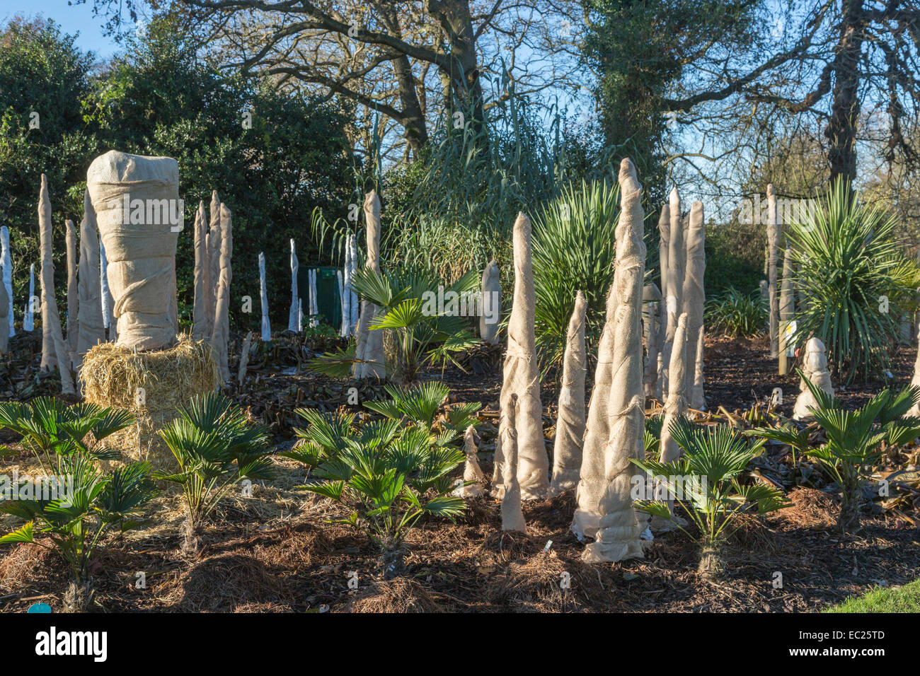Trachycarpus 'wagnerianus' stems wrapped in hessian to insulate and protect from cold and frost