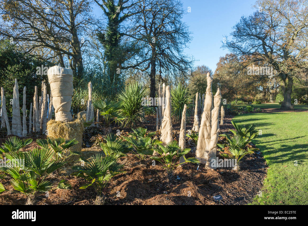 Trachycarpus 'wagnerianus' stems wrapped in hessian to insulate and protect from cold and frost