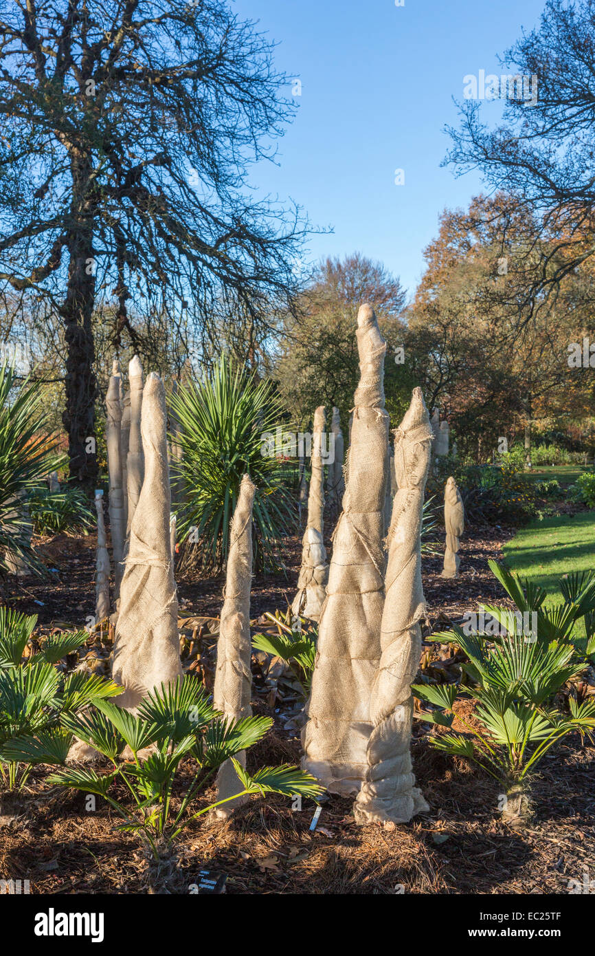 Trachycarpus 'wagnerianus' stems wrapped in hessian to insulate and protect from cold and frost