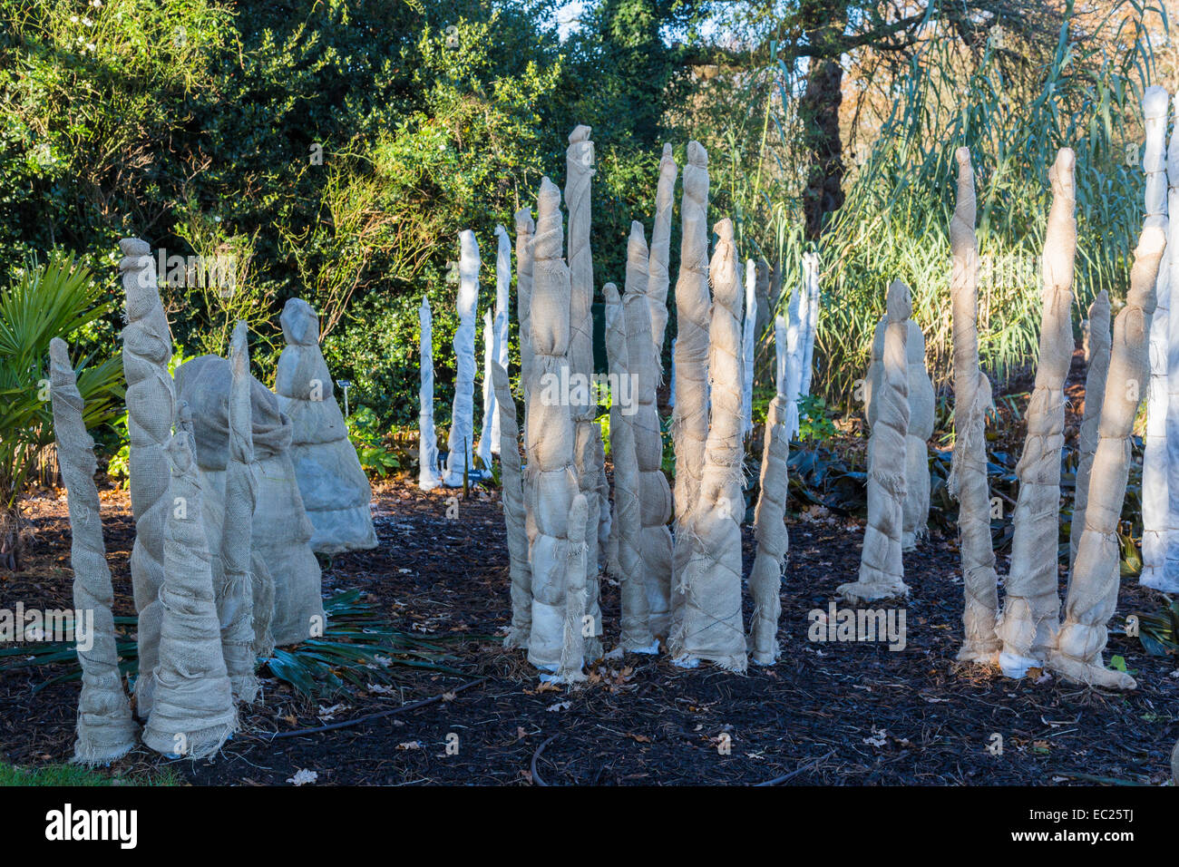 Trachycarpus 'wagnerianus' stems wrapped in hessian to insulate and protect from cold and frost
