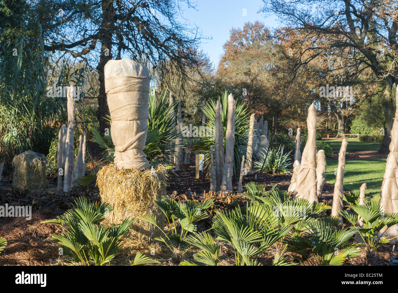 Trachycarpus 'wagnerianus' stems wrapped in hessian to insulate and protect from cold and frost