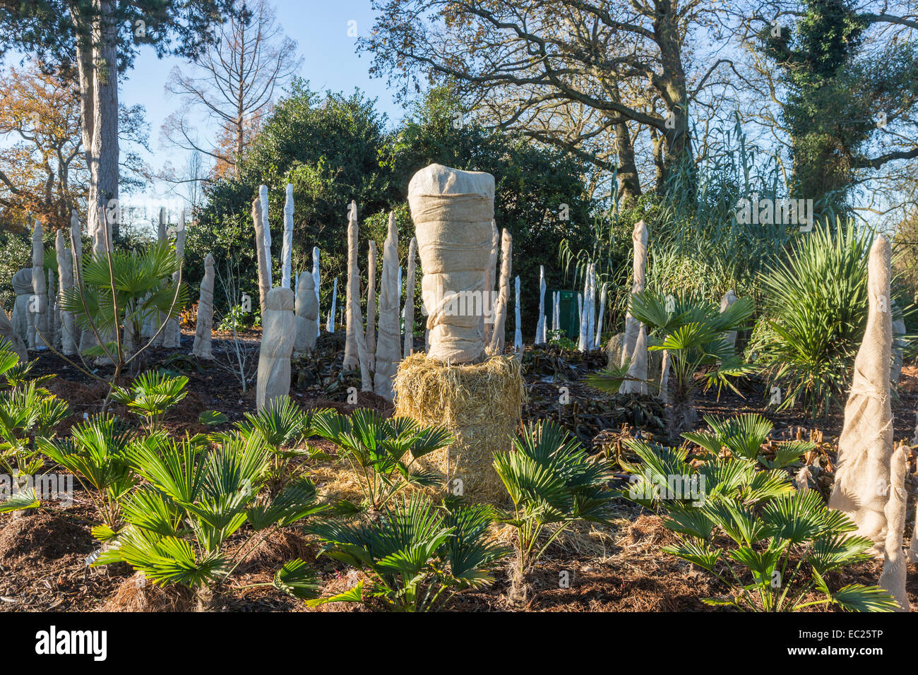 Trachycarpus 'wagnerianus' stems wrapped in hessian to insulate and protect from cold and frost