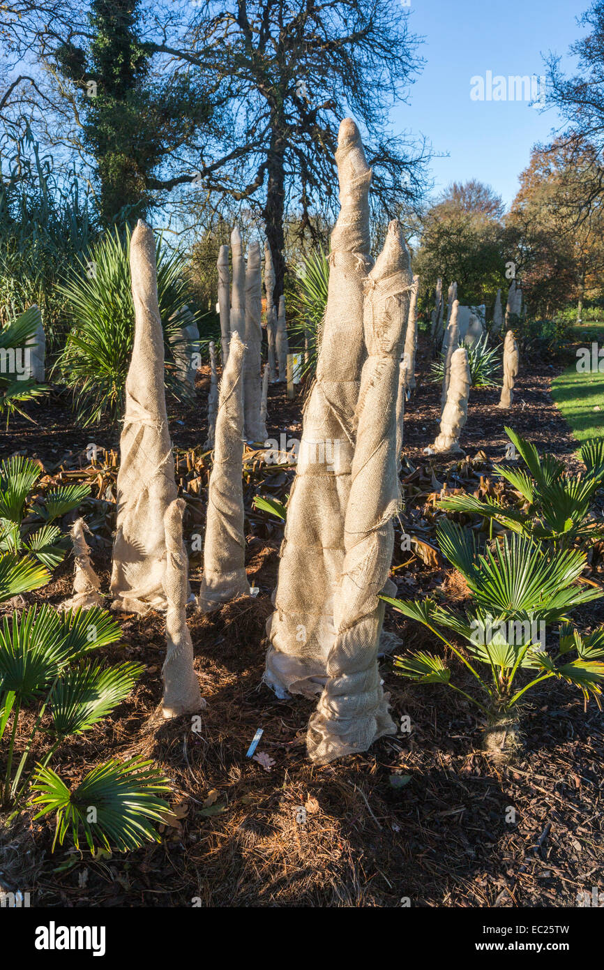 Trachycarpus 'wagnerianus' stems wrapped in hessian to insulate and protect from cold and frost damage in winter, RHS Gardens Wisley, Surrey Stock Photo