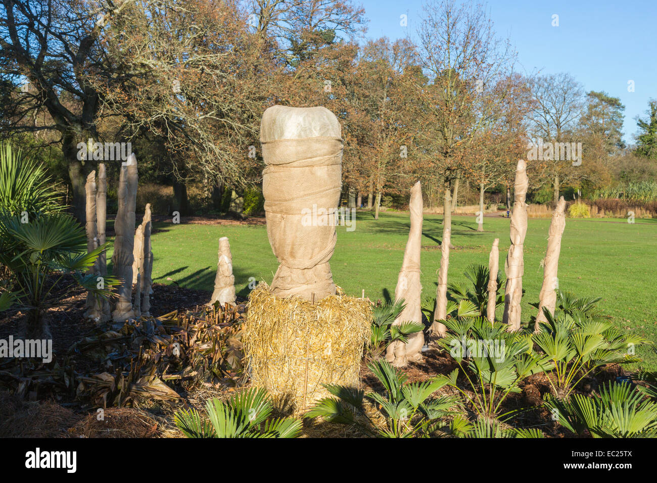Trachycarpus 'wagnerianus' stems wrapped in hessian to insulate and protect from cold and frost