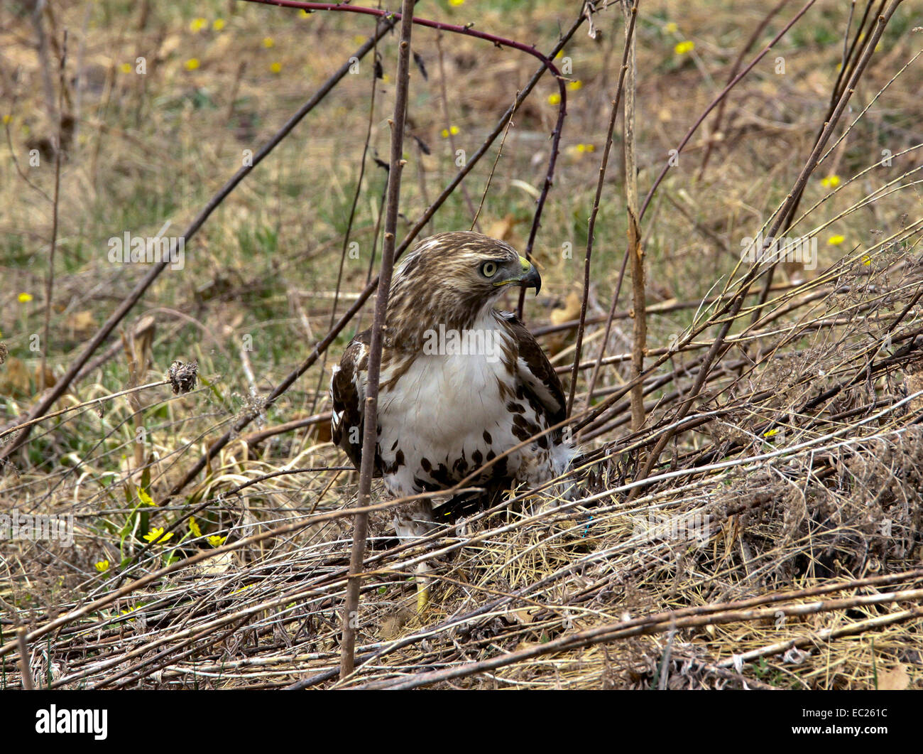 Chicken Hawk High Resolution Stock Photography and Images Alamy