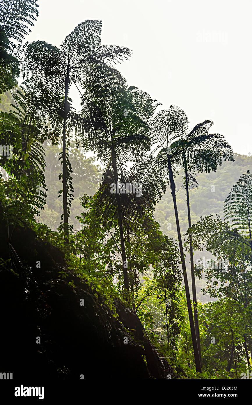 Tree ferns in Deer Cave entrance, Mulu, Malaysia Stock Photo