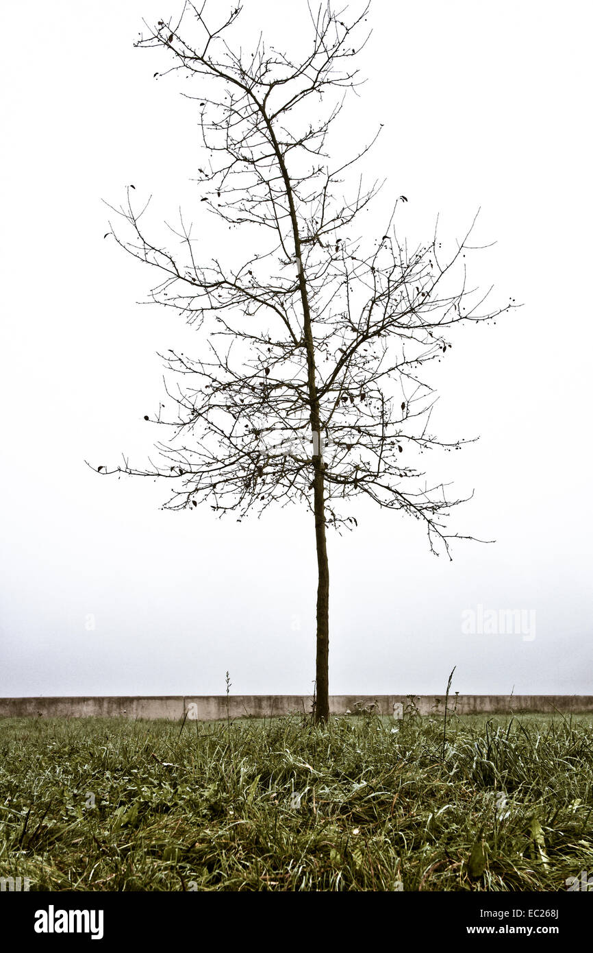 lone tree in a foggy day Stock Photo - Alamy