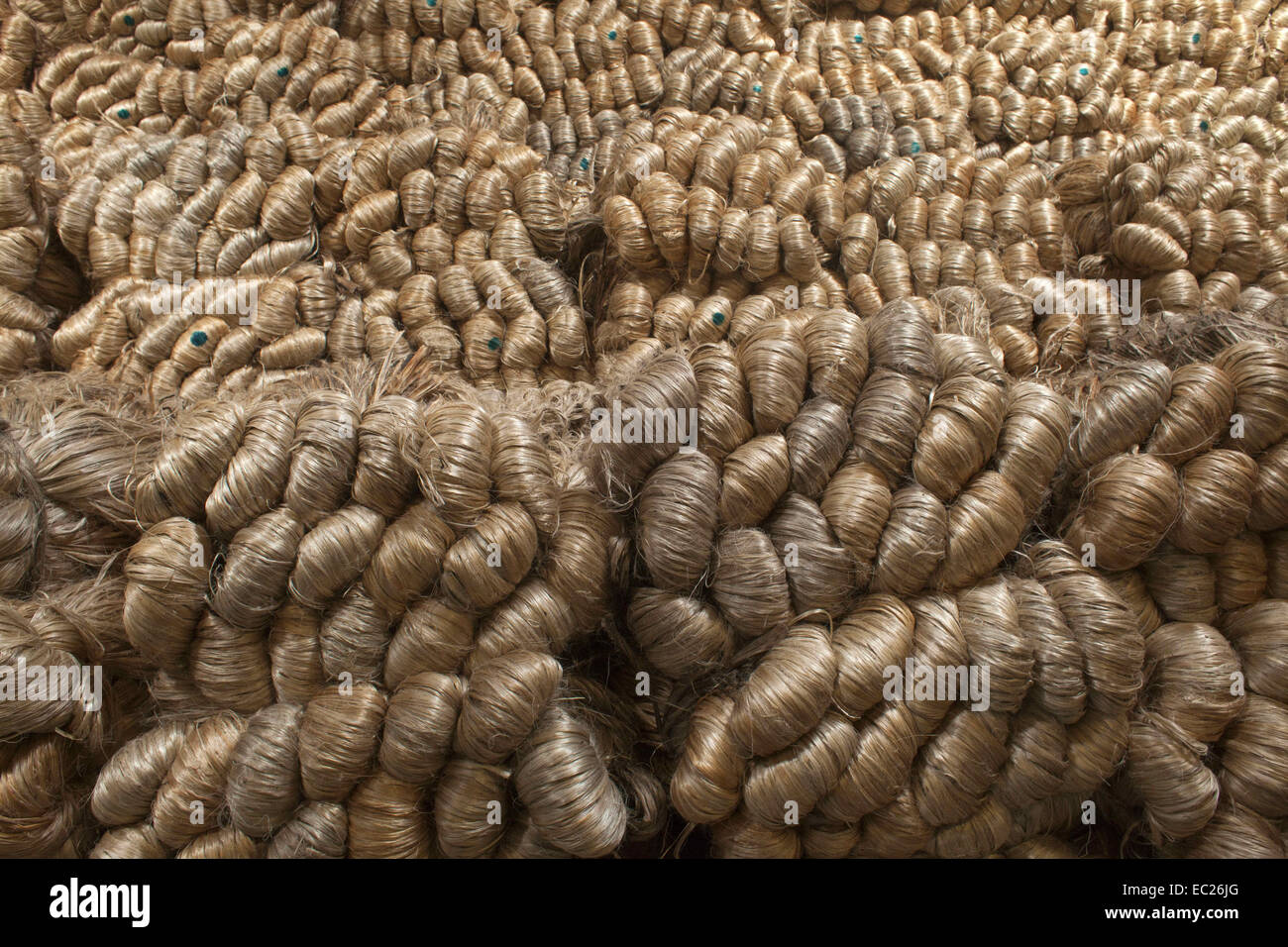 Munshigonj, Bangladesh. 8th Dec, 2014. Bangladeshi labor working inside jute godown in Munshigonj outskirts of Dhaka.Bangladesh is the world's largest producer of jute, a fibrous substance used in making burlap, sacks, mats, rope and twine, and carpet backing.Jute is a vital sector from economical, agricultural, industrial, and commercial point.of view in Bangladesh. Once upon a time jute was called the ''˜Golden Fibre' of.Bangladesh. But due to continuous loss every year, the present and future prosperity.and growth of this industry is in a vulnerable condition. There are different cause Stock Photo