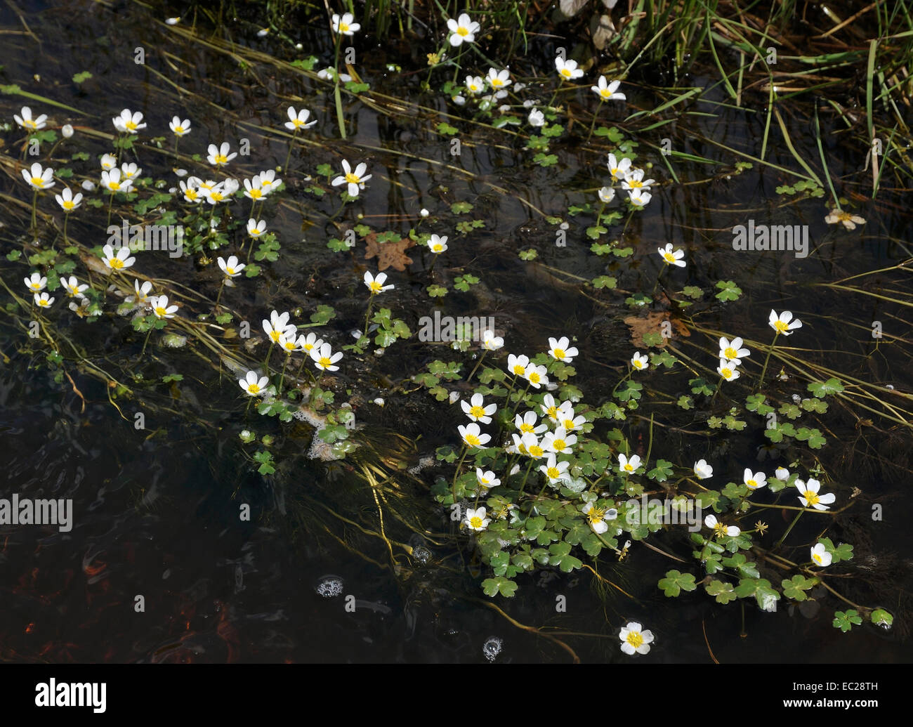 Common Water Crowfoot - Ranunculus aquatilis in New Forest stream Stock Photo