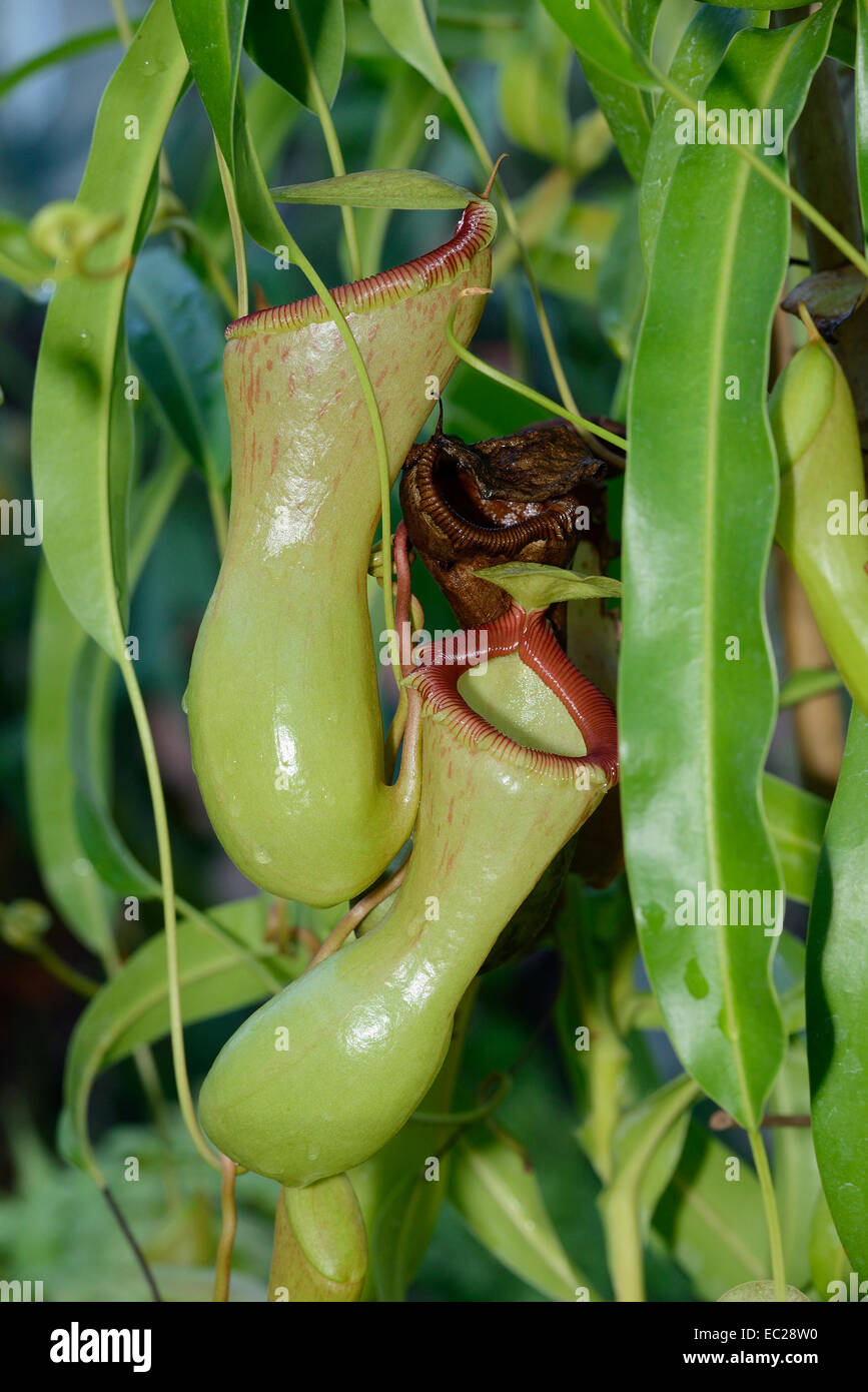Pitcher Plant or Monkey Cup - Nepenthes ventricosa Tropical pitcher plant endemic to the Philippines Stock Photo