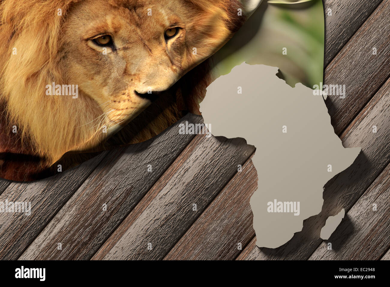 3d rendering of an africa map and a picture of a lion Stock Photo