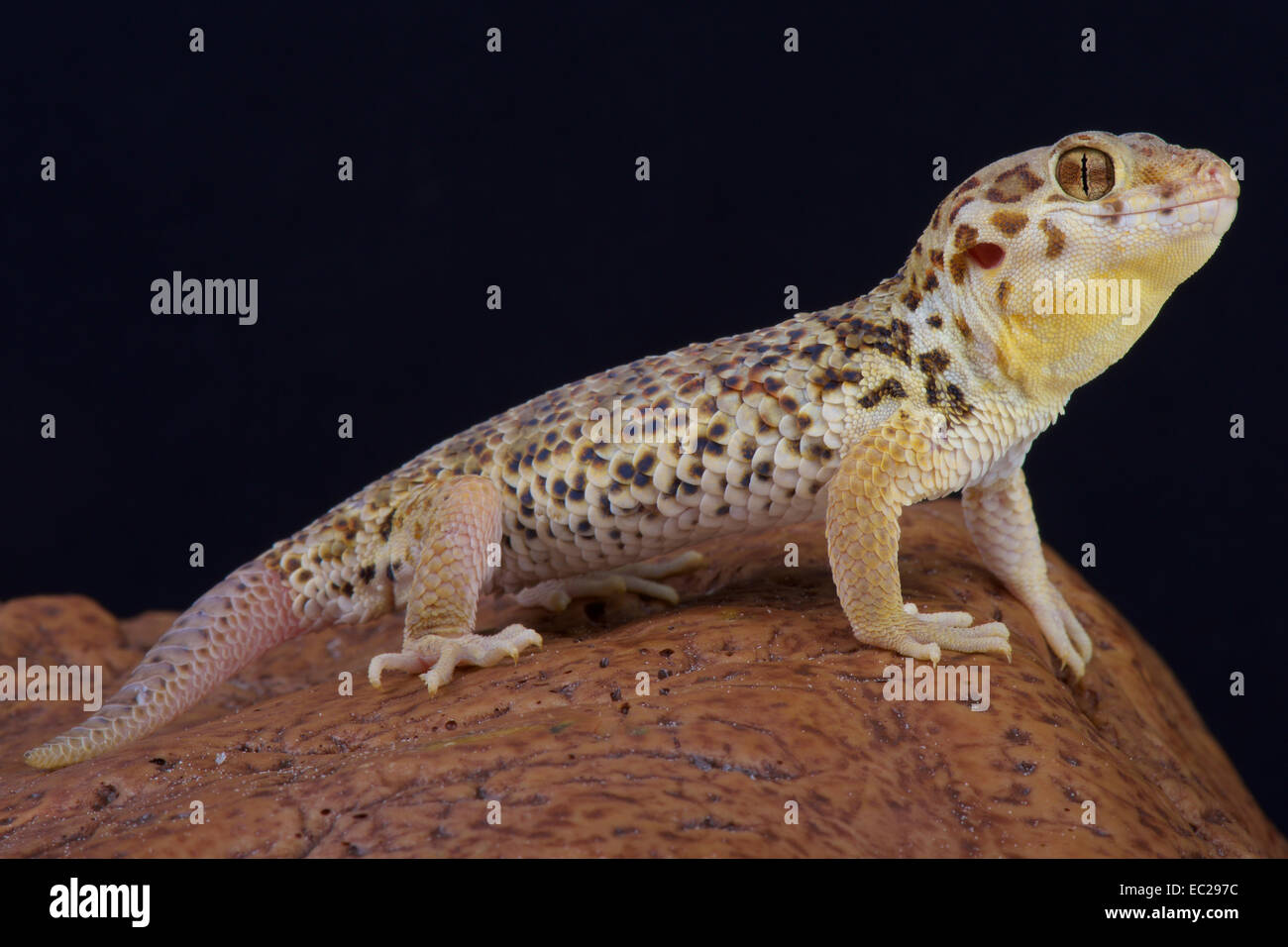 Frog-eyed gecko / Teratoscincus roborowski Stock Photo