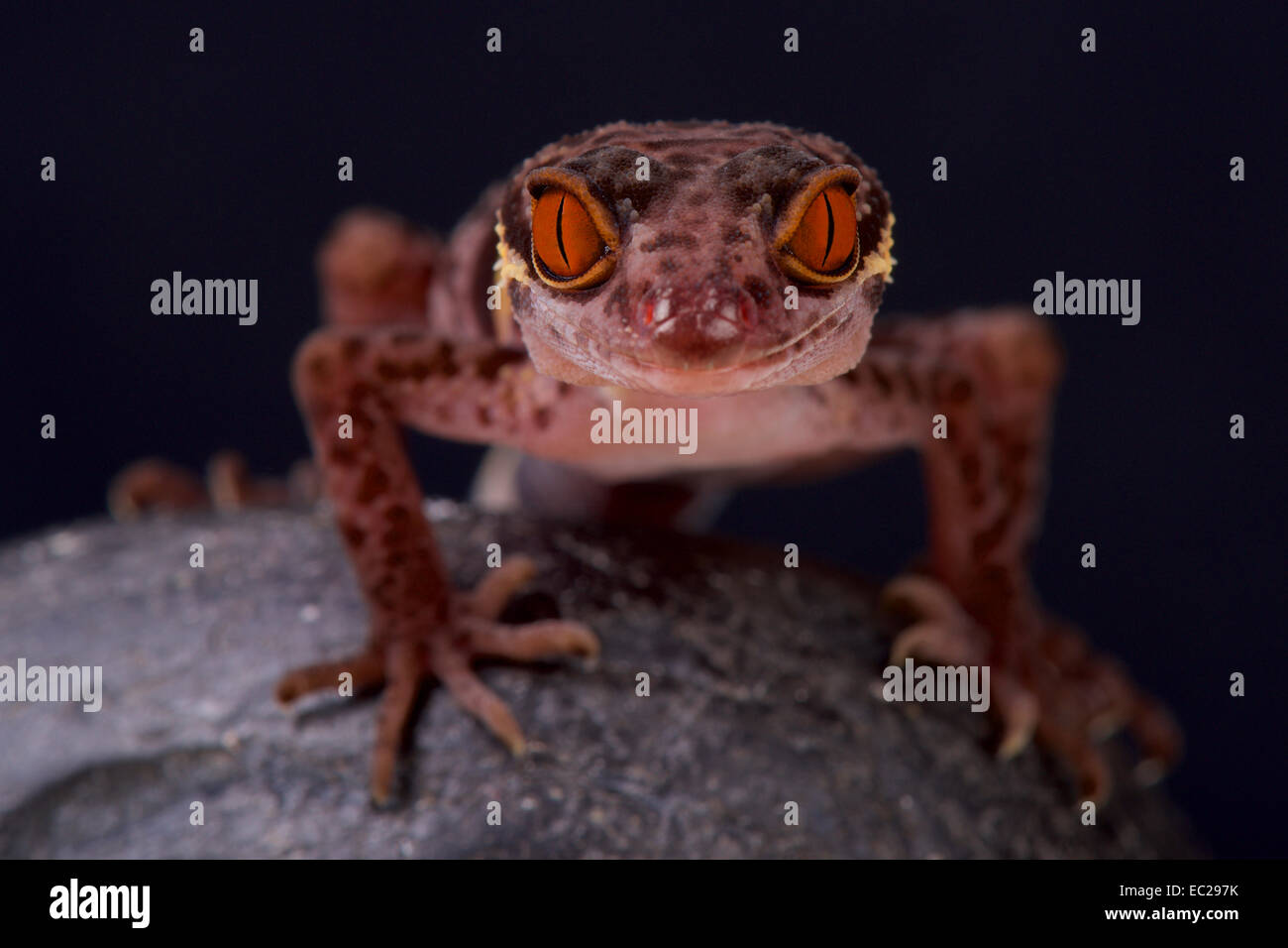 Hainan cave gecko / Goniurosaurs hainensis Stock Photo