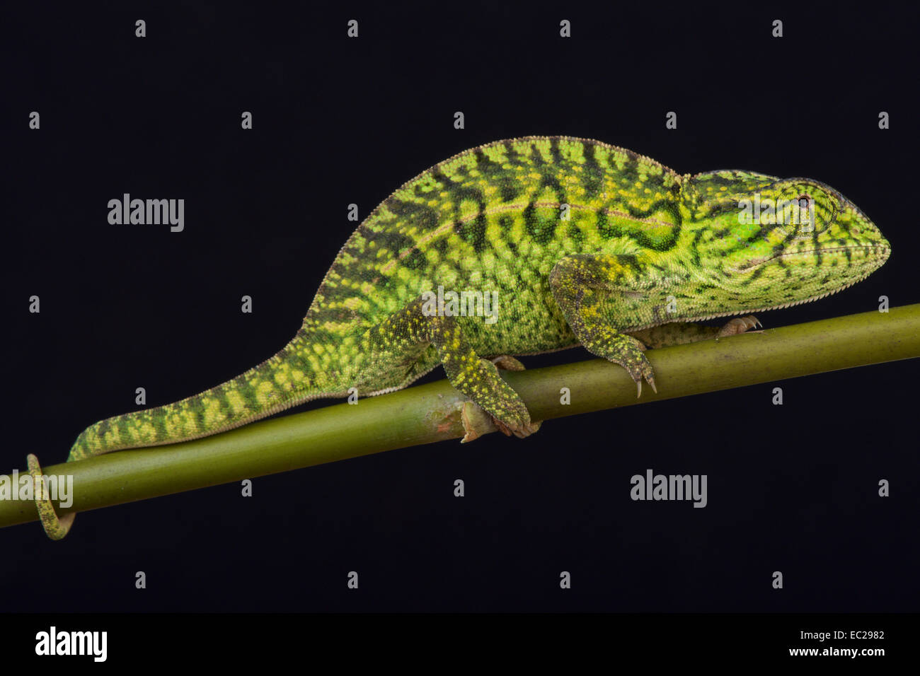 Jeweled chameleon / Furcifer lateralis Stock Photo