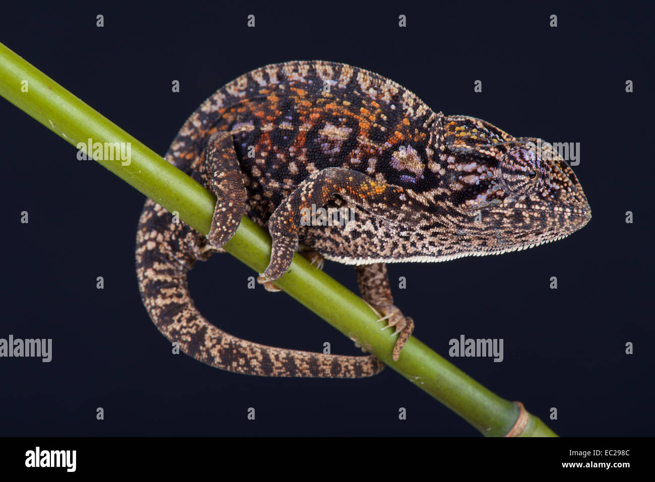 Jeweled chameleon / Furcifer lateralis Stock Photo