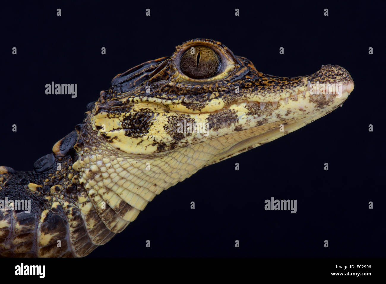 Dwarf crocodile / Osteolaemus tetraspis Stock Photo