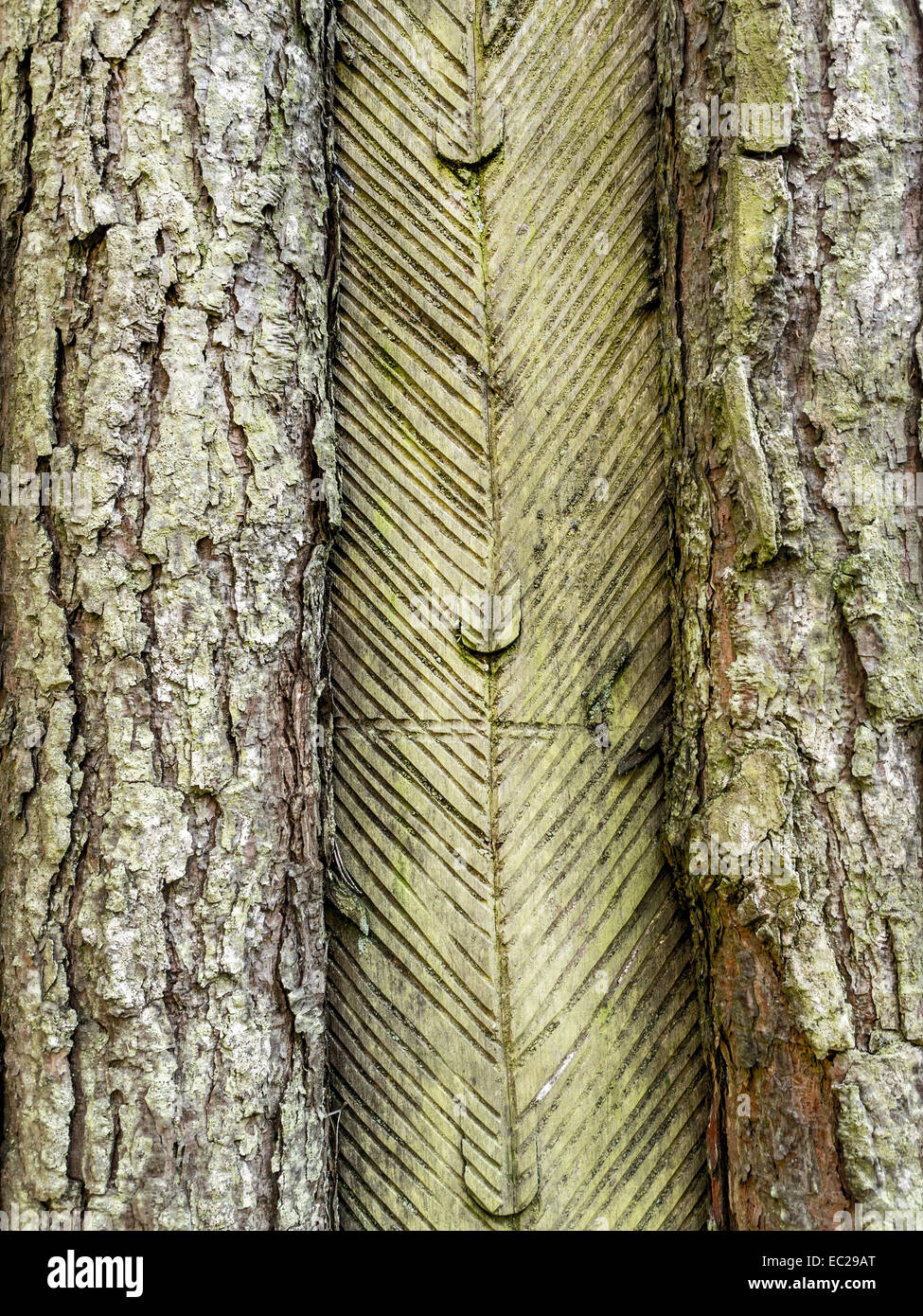 Closeup of pine tree trunk with resing incising Stock Photo