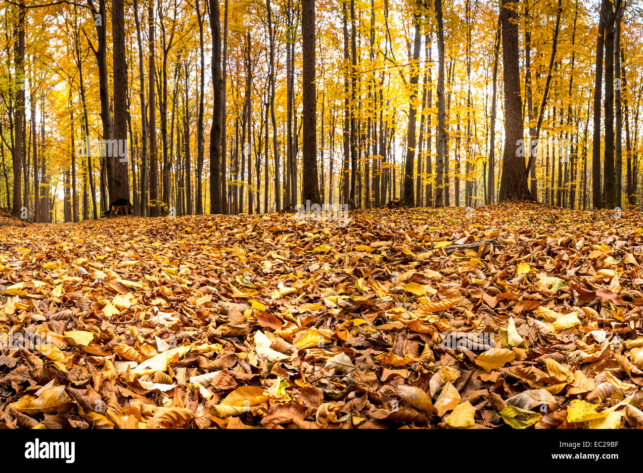 Forest in autumn with dead leaves lying on the ground Stock Photo