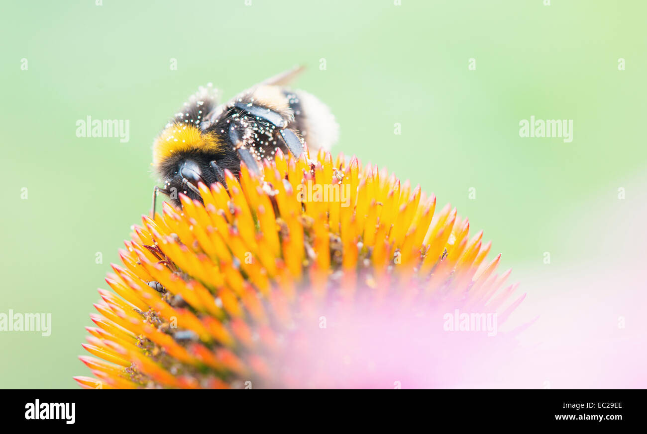 Macro shot of bee pollinating flower Stock Photo