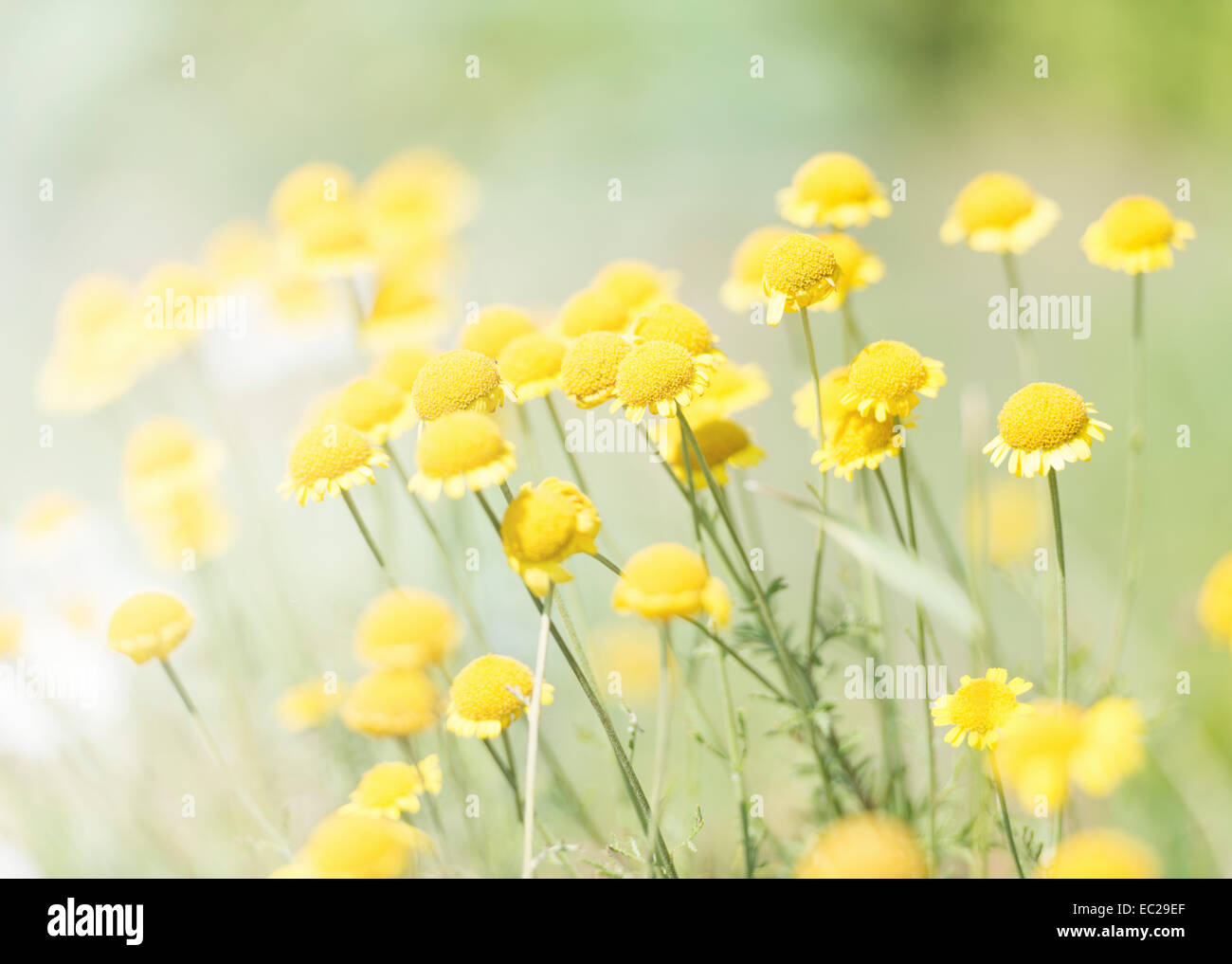 Tranquil summer nature scene, close up of yellow flowers in sunlight Stock Photo