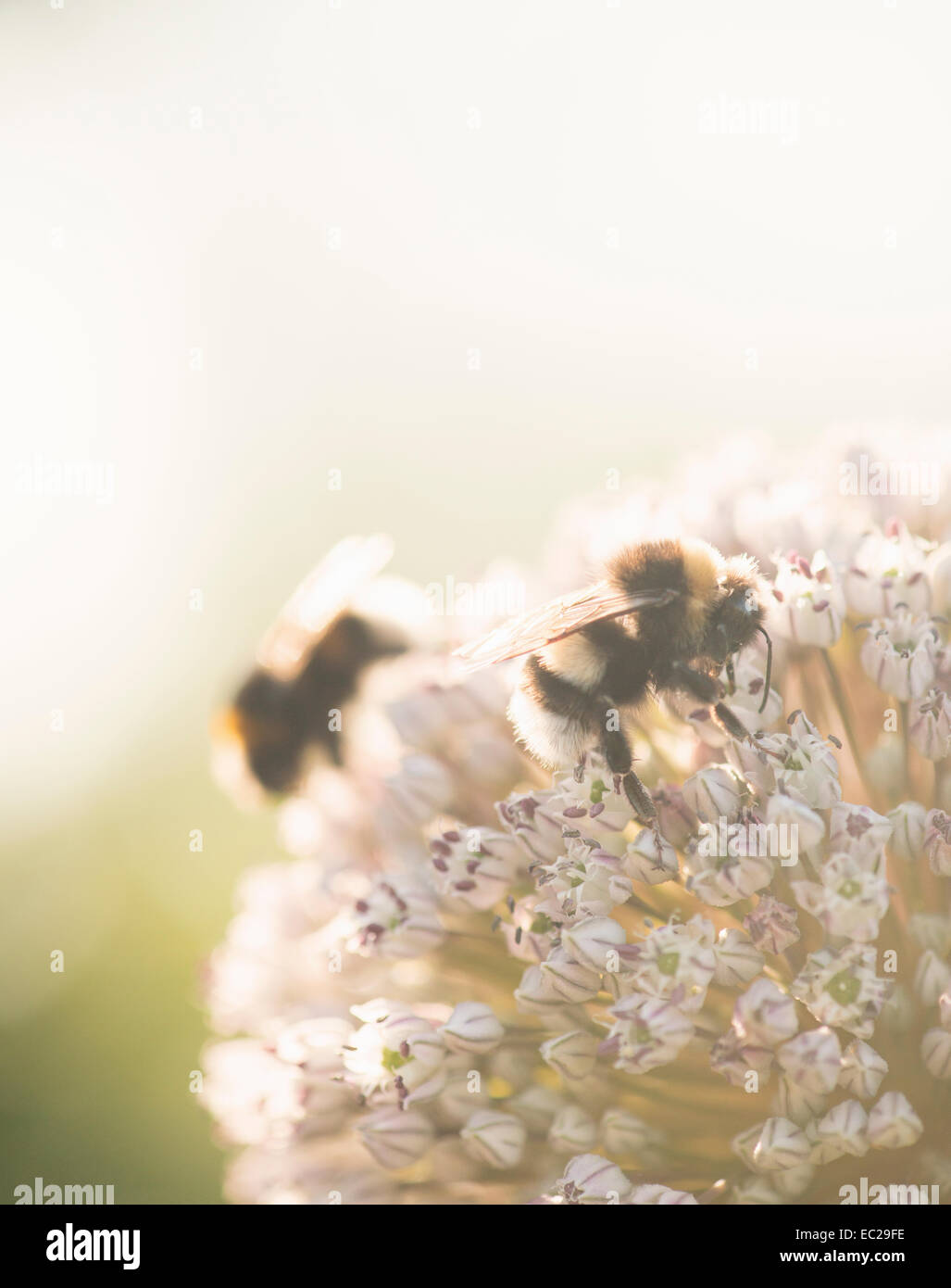 Macro shot of bee pollinating flower Stock Photo