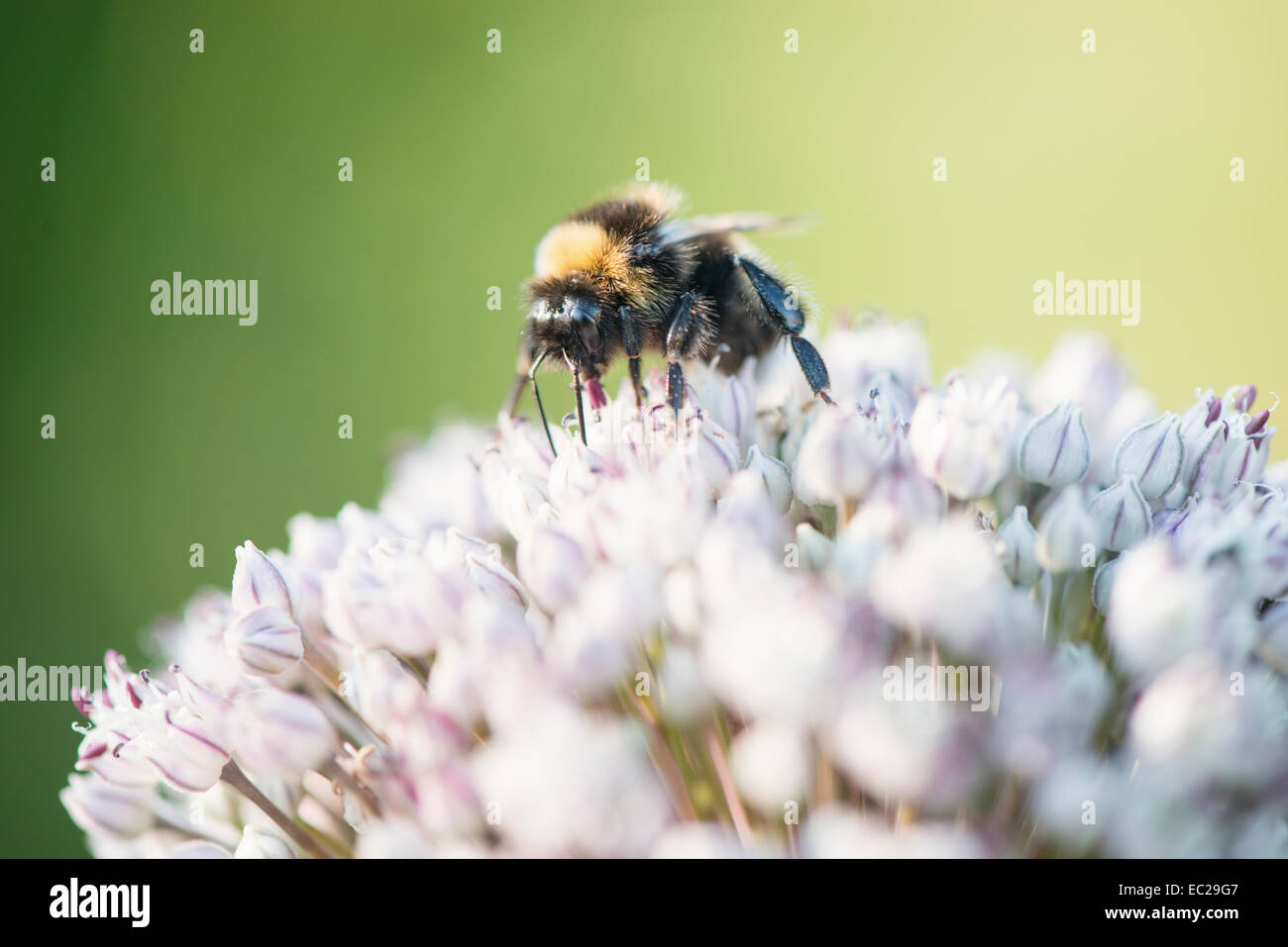 Macro shot of bee pollinating flower Stock Photo