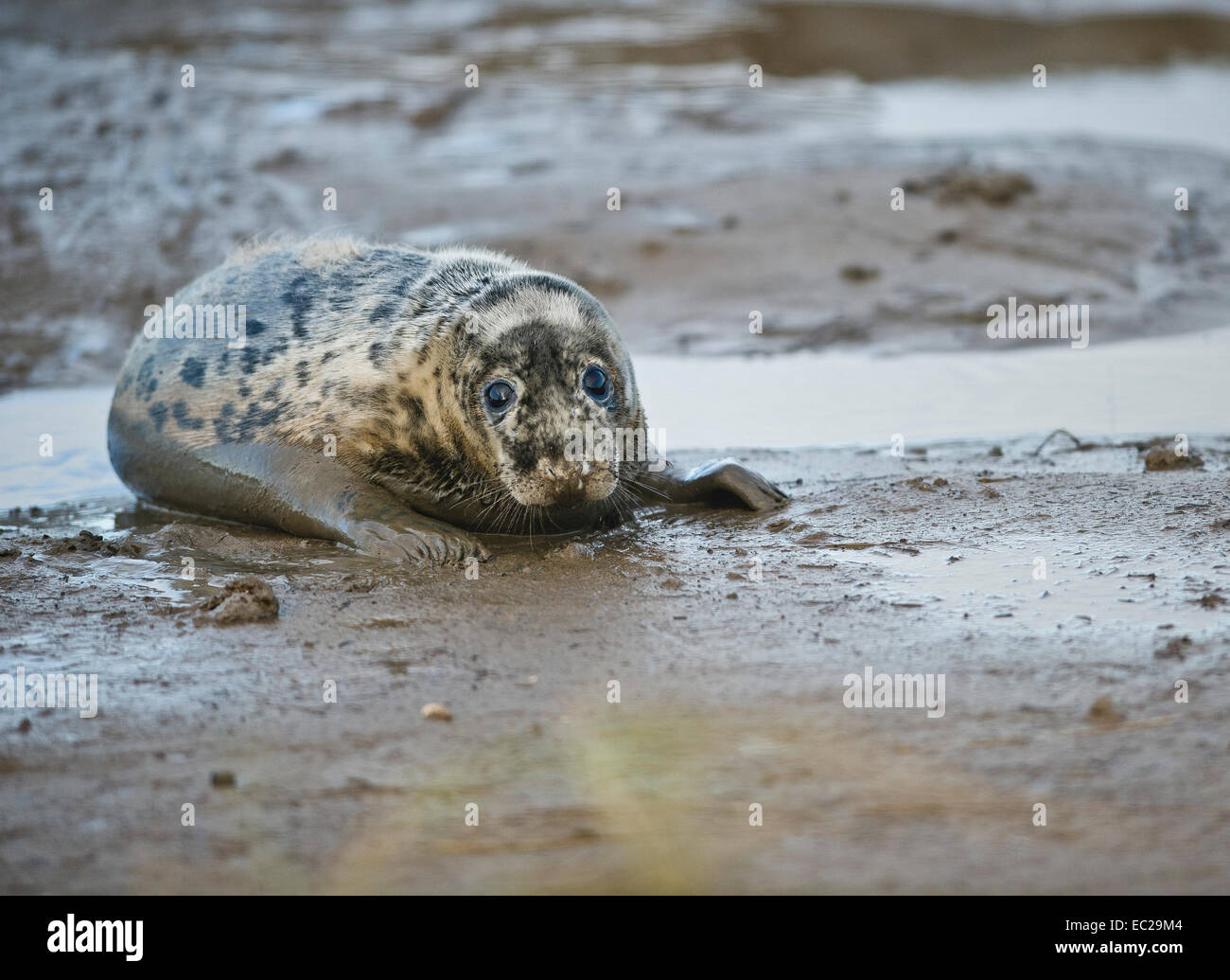 A young grey seal (Halichoerus grypus). Stock Photo