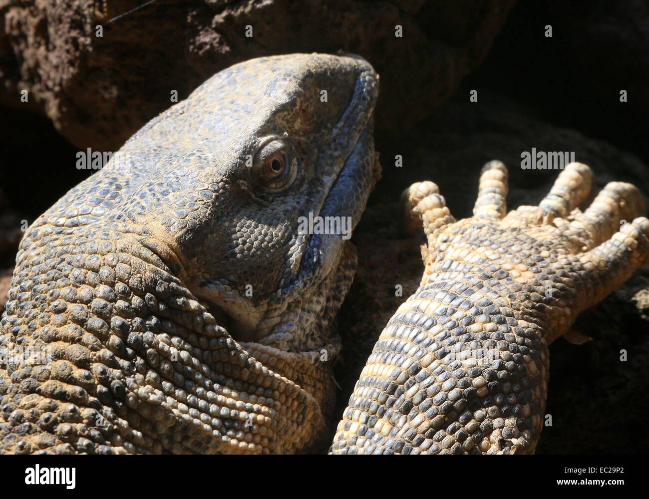 African rock monitor a k a white throated hires stock photography and