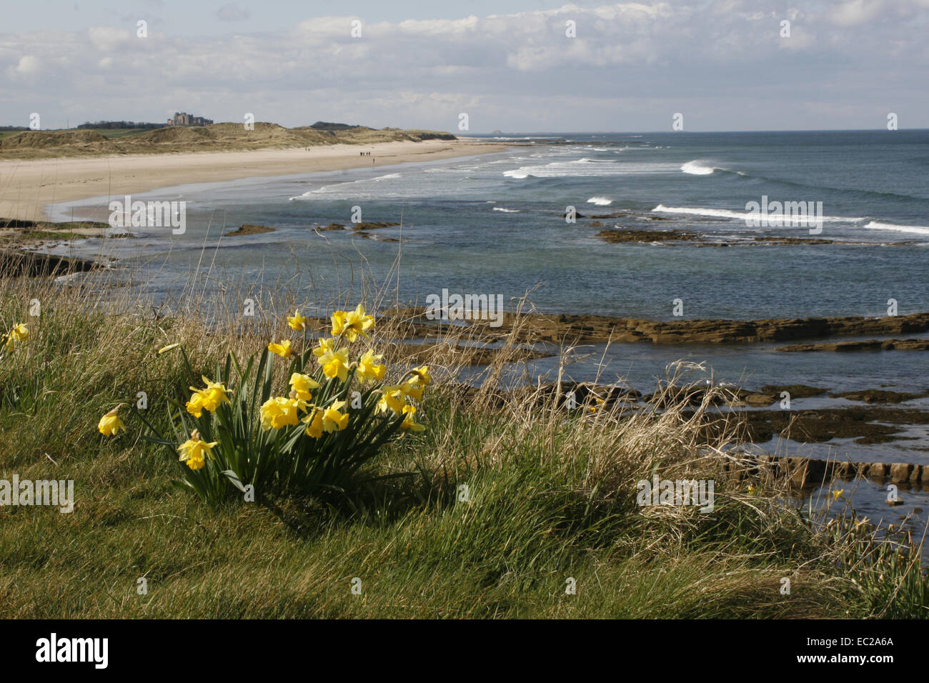 Northumberland coastal scene with daffodils Stock Photo