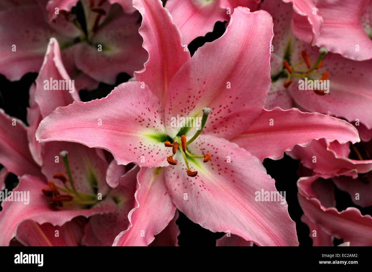 Close up of the flowering Lilium 'Chelsea' Stock Photo