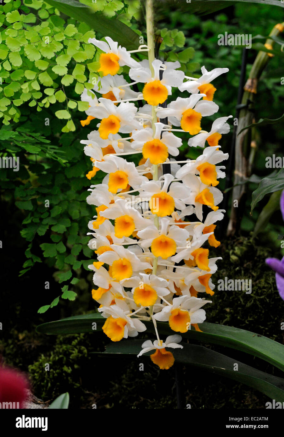Close up of the exotic Orchid Dendrobium thyrsiflorum in a Greenhouse ...