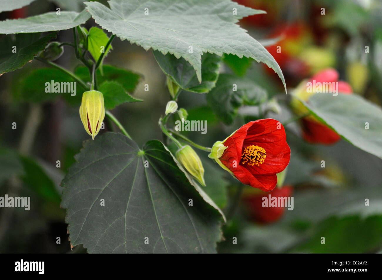 Abutilon Rhs Abutilon x hybridum hi-res stock photography and images - Alamy