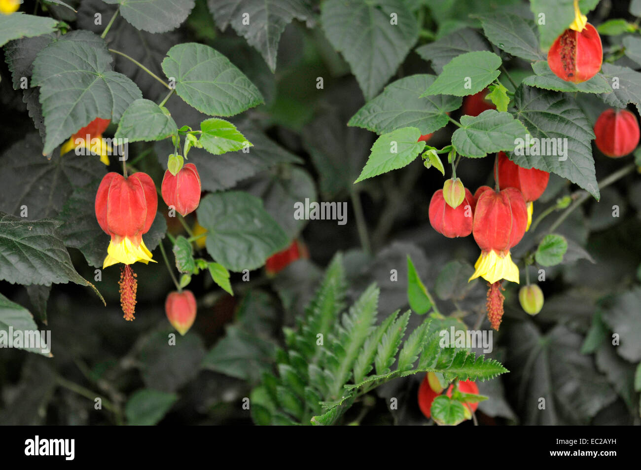 Close up of  colourful flowering Abutilon 'Ashford Red' Stock Photo