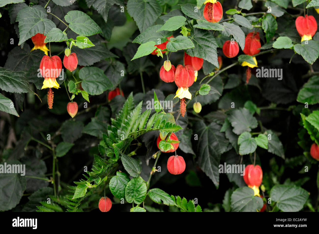 Close up of colourful flowering Abutilon 'Ashford Red' Stock Photo