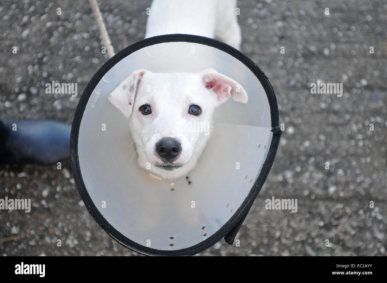 A dog with protection collar Stock Photo