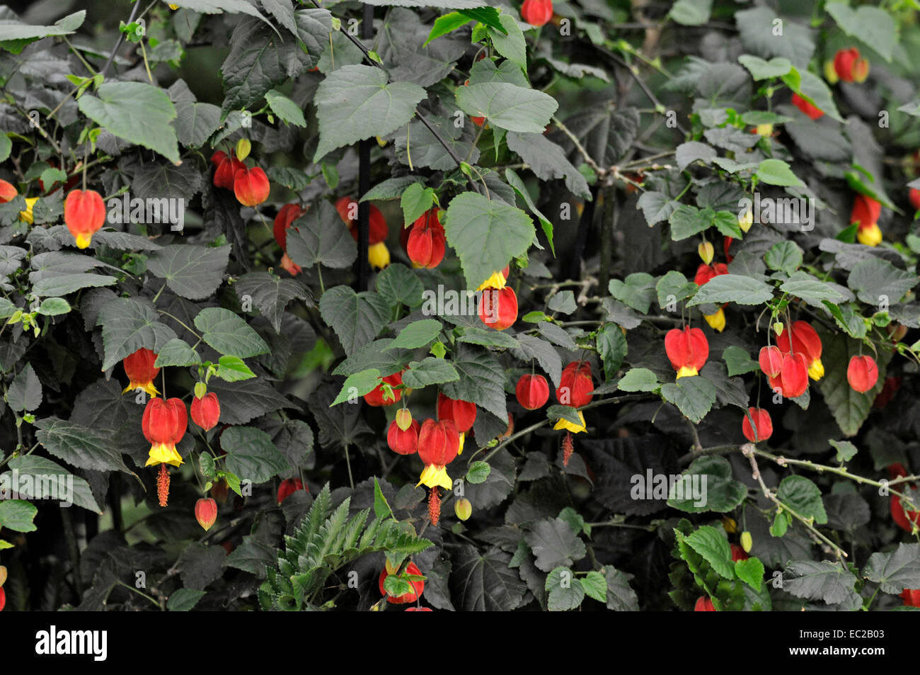 Close up of colourful flowering Abutilon 'Ashford Red' Stock Photo