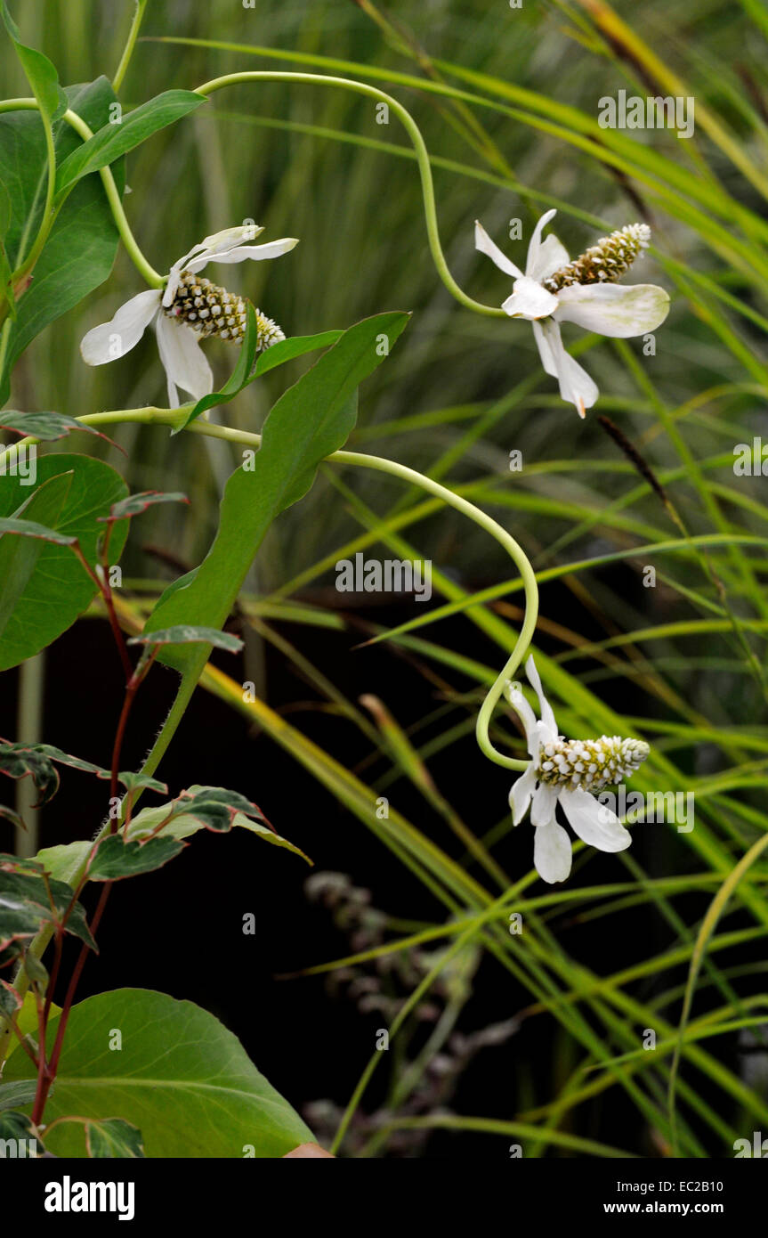 Close up of the flowering aquatic plant Anemopsis californica Stock Photo