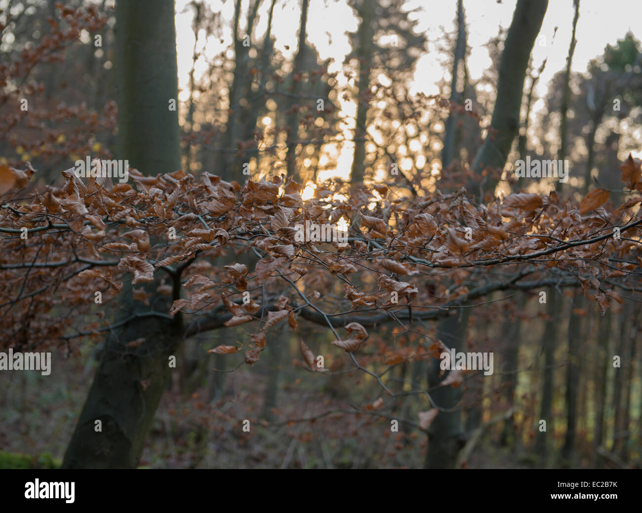 Beech branch red leaves mantles wood ancient woodland Stock Photo