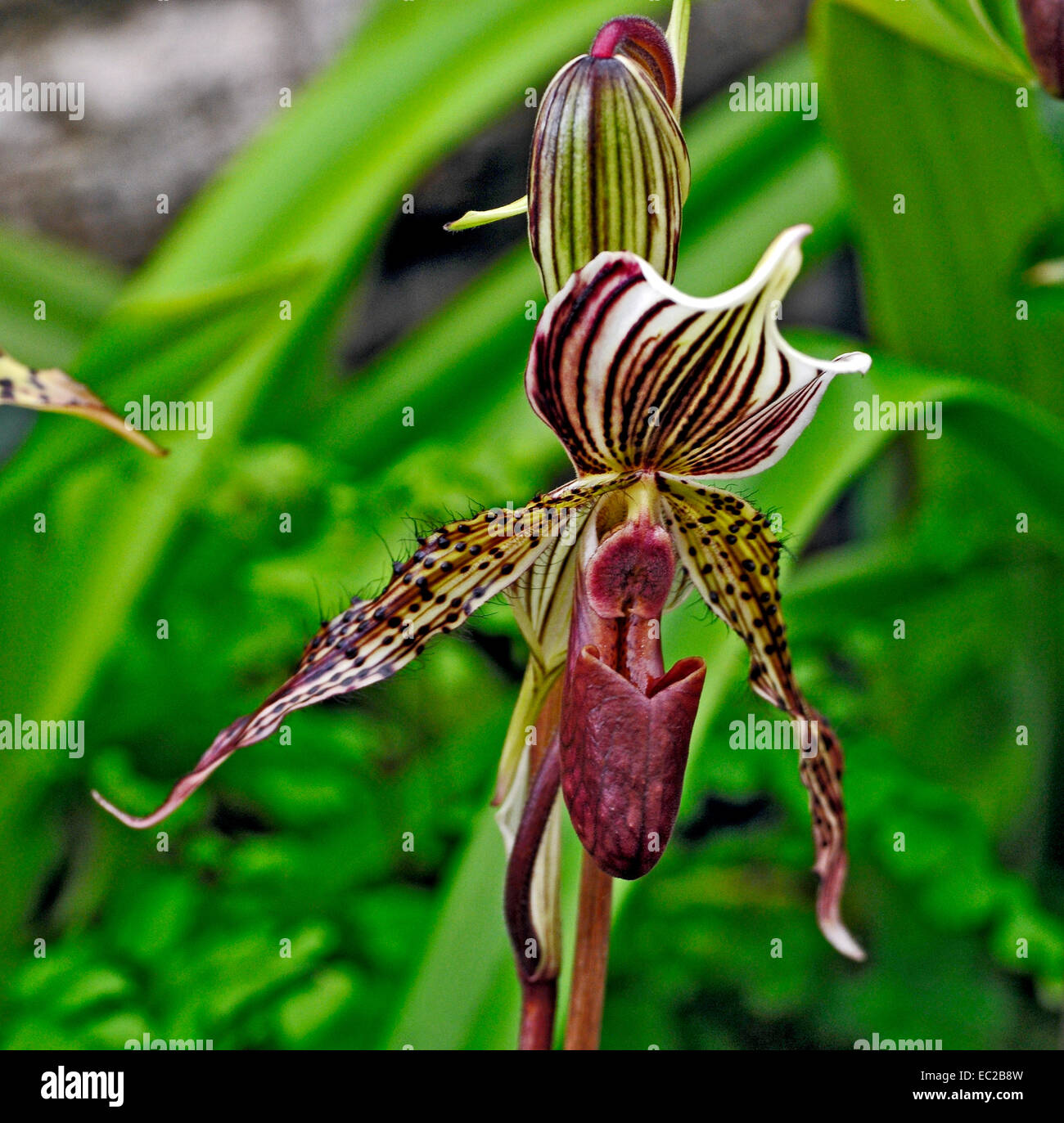 Close up of the exotic Orchid Paphiopedilum Praying Linda Praestans x Linda Booth Stock Photo