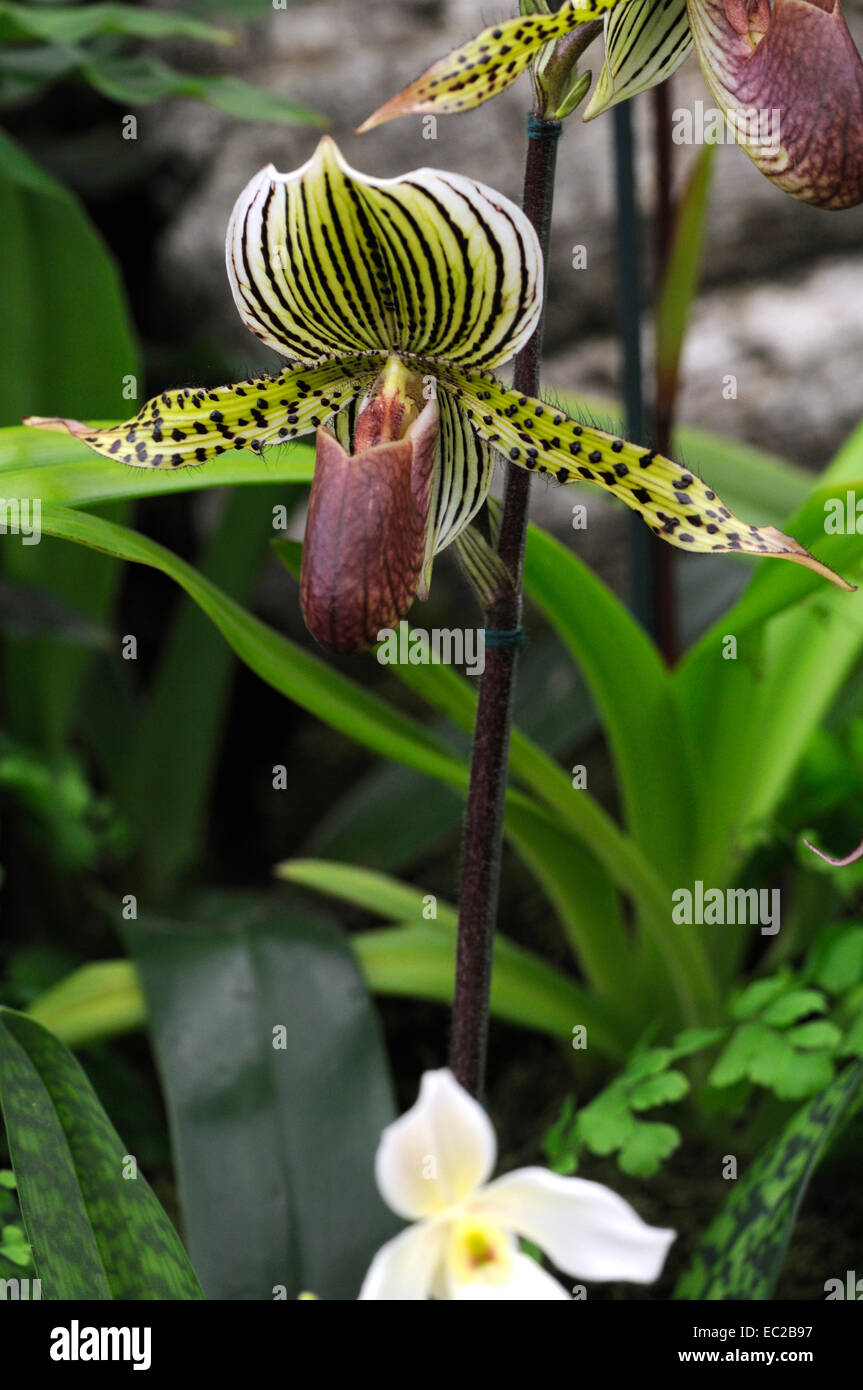 Close up of the exotic Orchid Paphiopedilum warscrewicianum Stock Photo