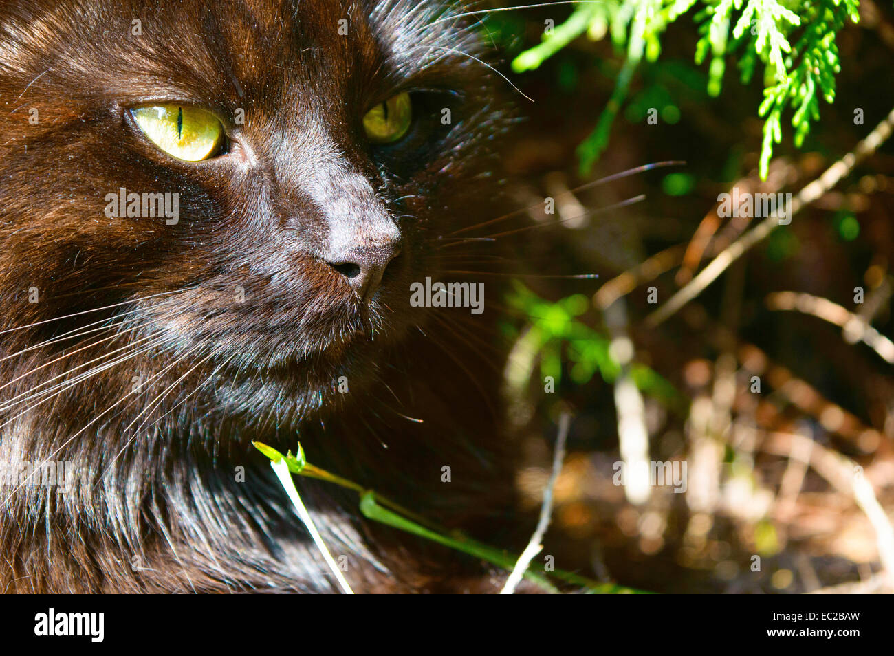 Large black cat hunting for his prey Stock Photo