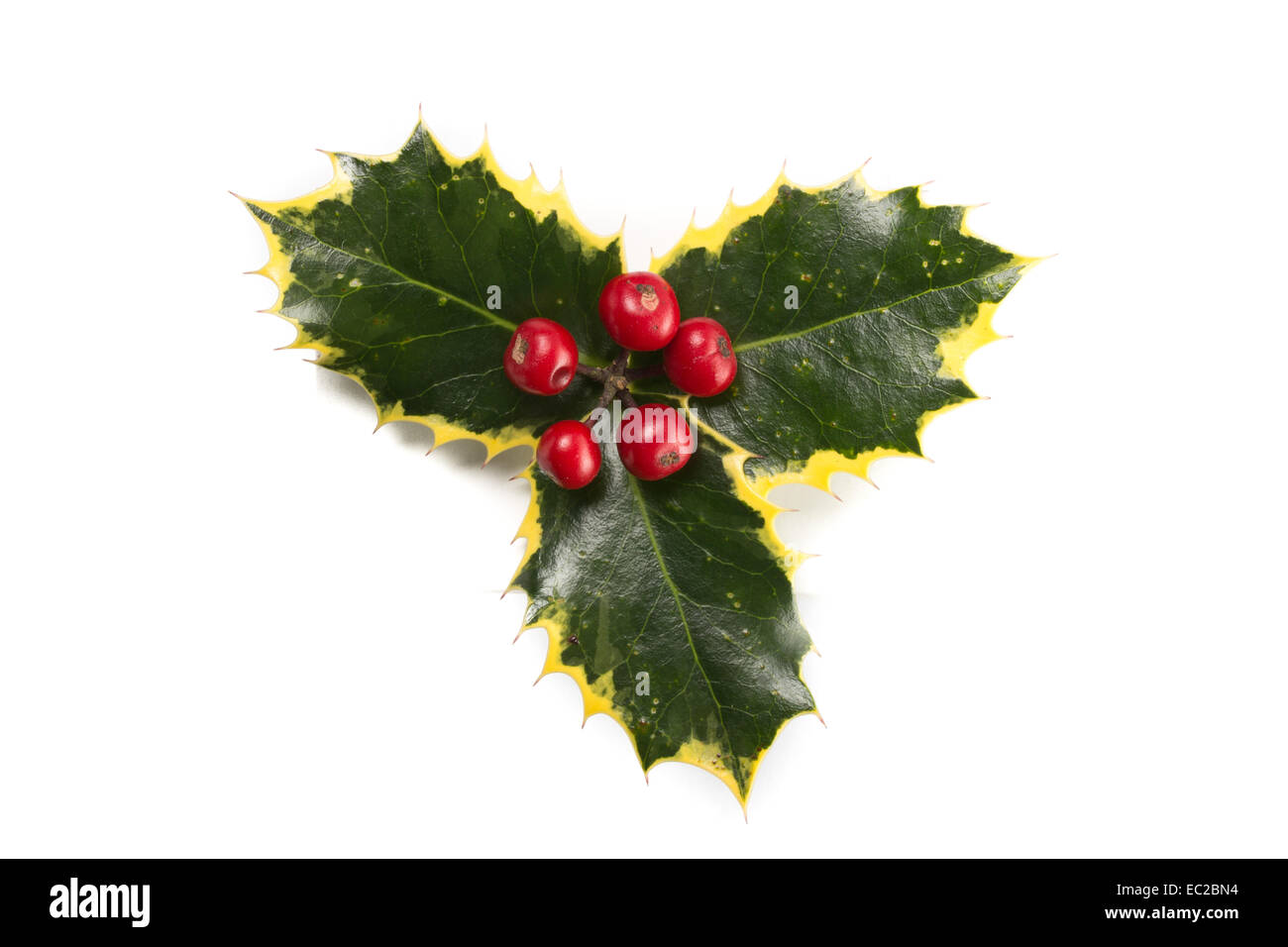Cutout of holly leaves with red berries Stock Photo - Alamy