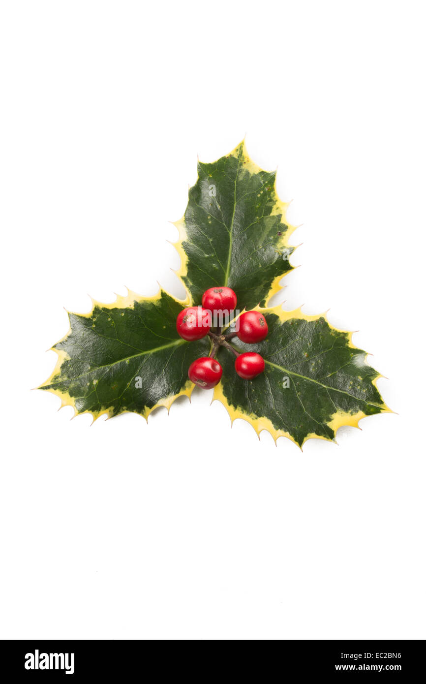 Cutout of holly leaves with red berries Stock Photo - Alamy