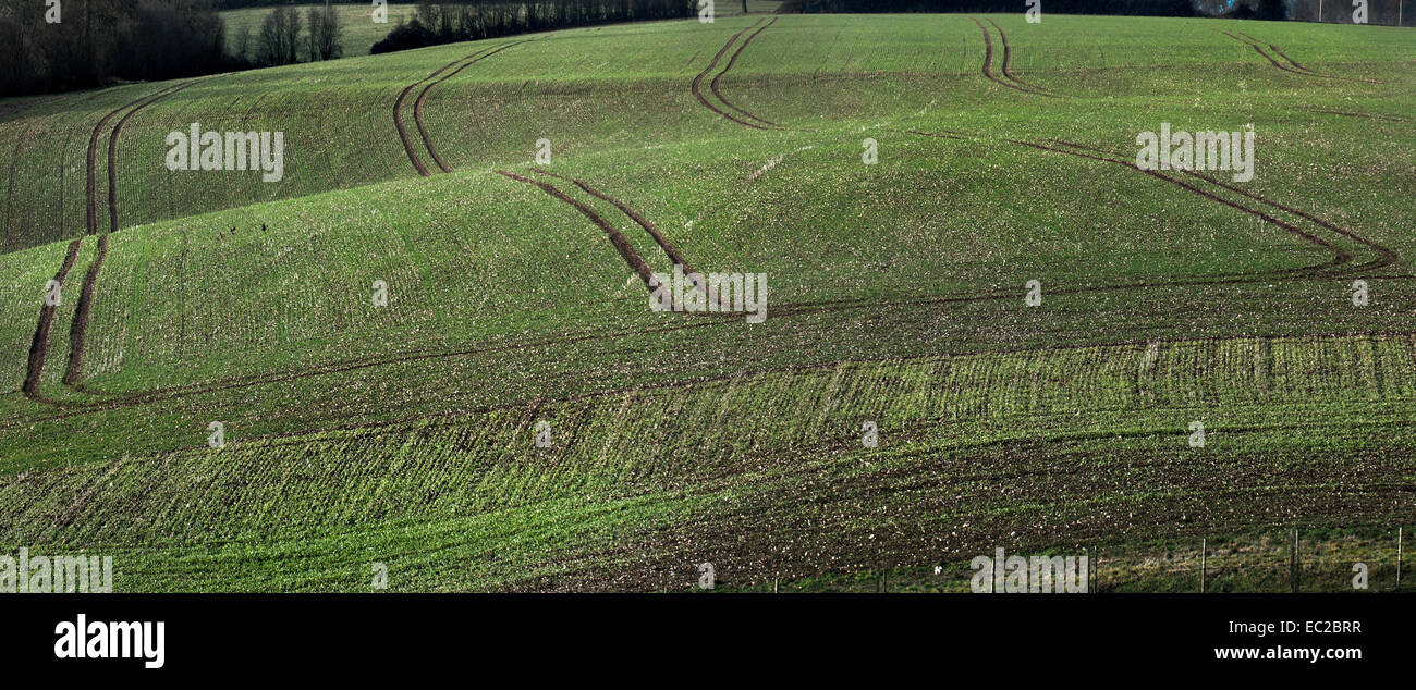 Winter Wheat field Stock Photo