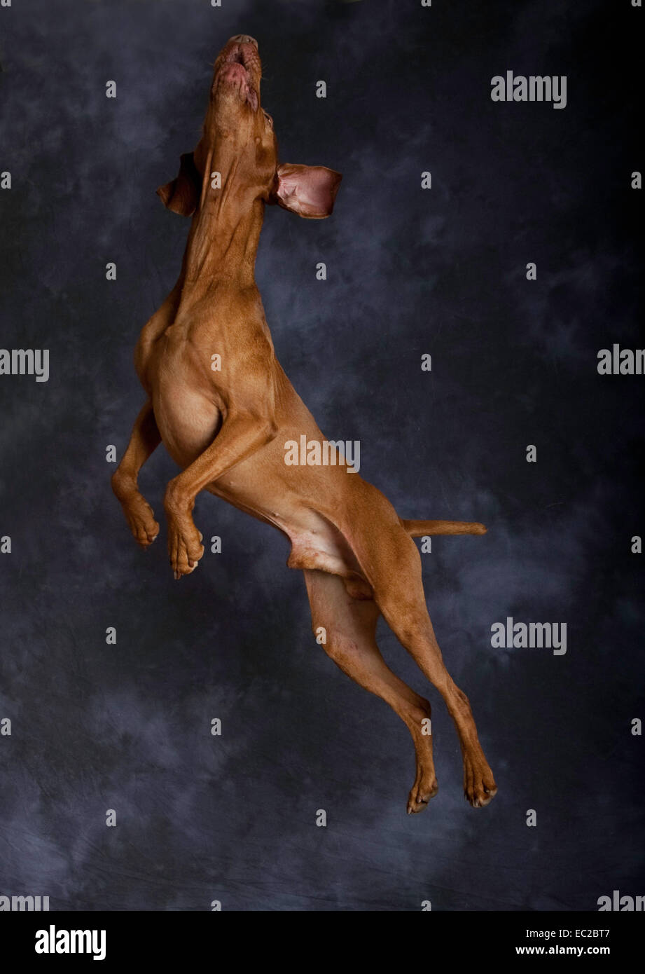 Hungarian weimaraner dog jumping Stock Photo