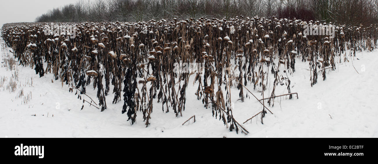 Dead sunflowers in winter Stock Photo Alamy