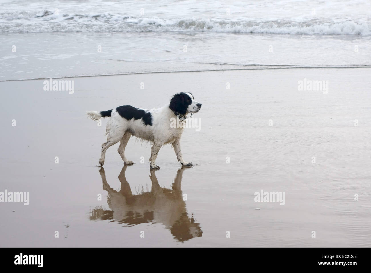 A black and white working cocker spaniel and her reflection on wet sand on a North Yorkshire beach Stock Photo