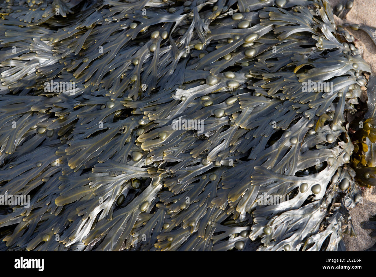 Bladder wrack, Fucus vesiculosus, algal seaweed on the shore at low tide a medicinal plant containing a high iodine content Stock Photo